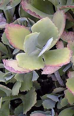 (Kalanchoe longiflora)