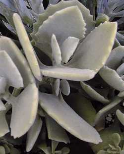 (Kalanchoe millotii)