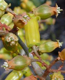 (Kalanchoe orgyalis)