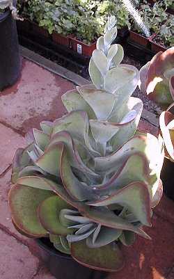 Paddle Plant(Kalanchoe thyrsiflora)