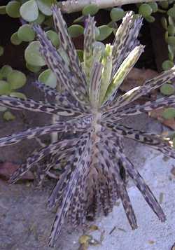 Chandelier plant(Bryophyllum tubiflorum)