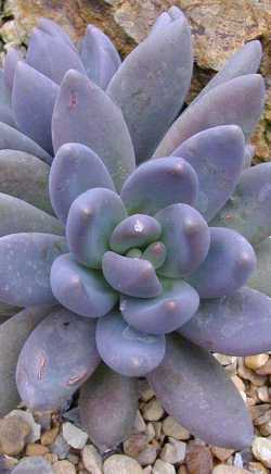 (Pachyphytum 'Garnet Fudge')