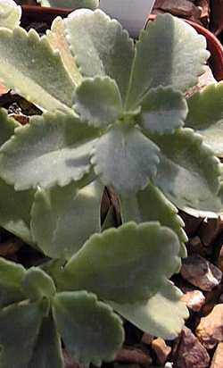 Stonecrop(Sedum ellacombeanum)