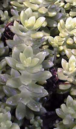 (Sedum lucidum)