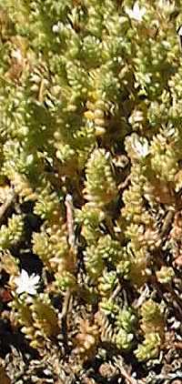 Red Stonecrop(Sedum moranense)