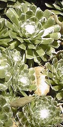 Cobweb Houseleek(Sempervivum arachnoideum)
