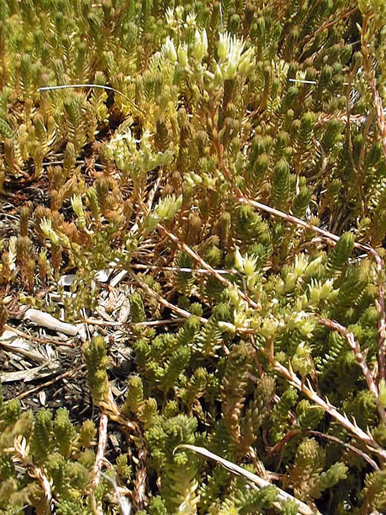 Tasteless Stonecrop (Sedum sexangulare)