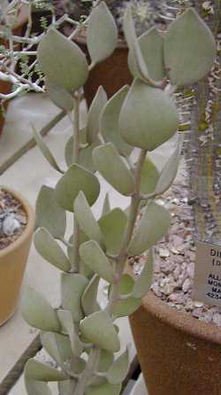 Silver Dollar Plant(Xerosicyos danguyi)