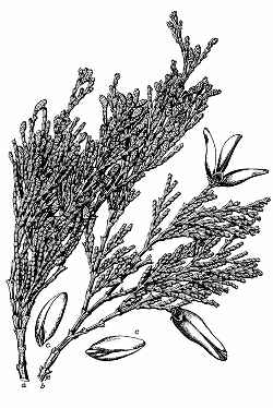Incense Cedar(Calocedrus decurrens)