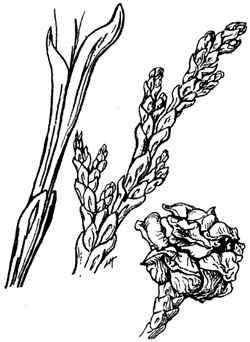 Lawsons Cypress(Chamaecyparis lawsoniana)