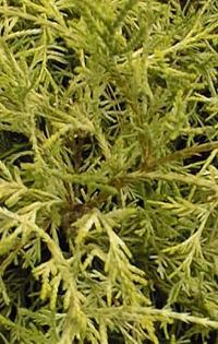 Sawara False Cypress(Chamaecyparis pisifera)