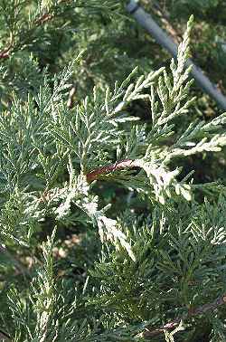 Leyland Cypress(Cupressocyparis leylandii)