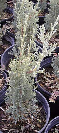 Italian Cypress(Cupressus sempervirens)
