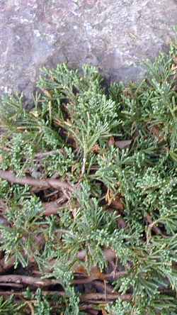 Blue Carpet Juniper(Juniperus horizontalis)