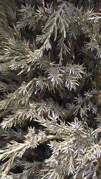 Hollywood Juniper(Juniperus chinensis)