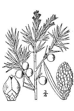 Common Juniper(Juniperus communis)