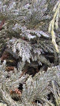Carpet Juniper(Juniperus horizontalis)