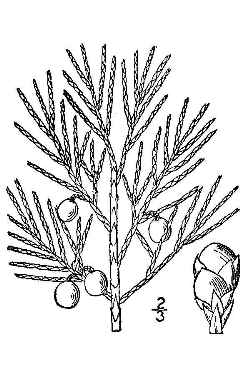 Carpet Juniper(Juniperus horizontalis)