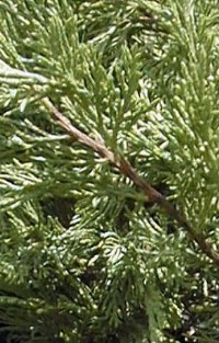 Sabina Juniper, Tam Juniper, Buffalo Juniper(Juniperus sabina)