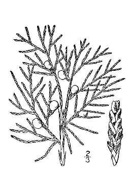Eastern Redcedar(Juniperus virginiana)