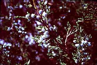 Eastern Redcedar(Juniperus virginiana)