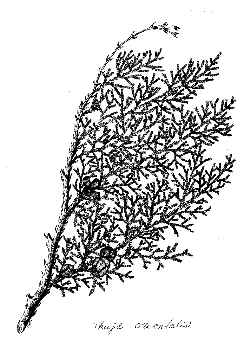 Oriental arborvitae(Platycladus orientalis)