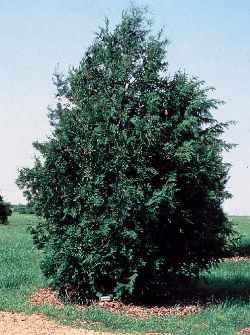 American Arborvitae, Northern White-Cedar(Thuja occidentalis)