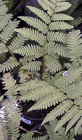 Australian Tree Fern(Cyathea cooperii)