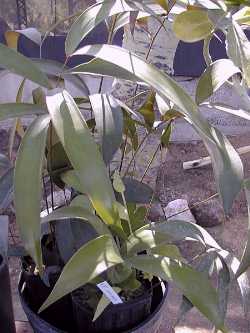 Bamboo Cycad (Ceratozamia hildae)