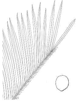 Queen Sago(Cycas circinalis)