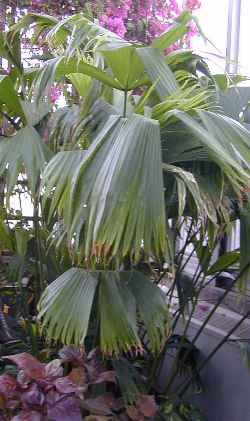 Panama-Hat Plant(Carludovica palmata)