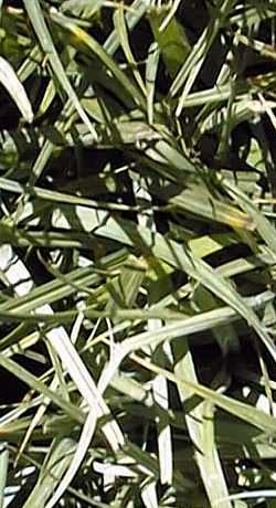 Heath Sedge(Carex glauca)