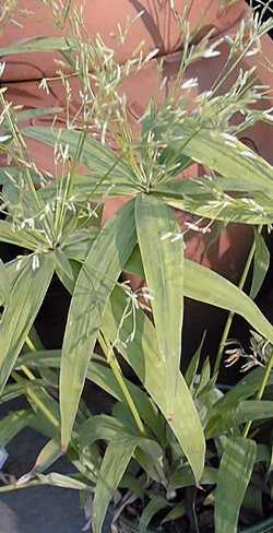 Dwarf Umbrella Grass(Cyperus albostriatus)