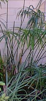 Umbrella Plant(Cyperus alternifolius)