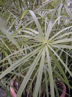 Umbrella Sedge(Cyperus involucratus)