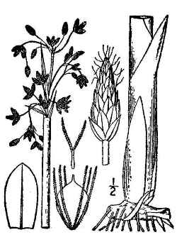 Softstem Bulrush(Schoenoplectus tabernaemontani)