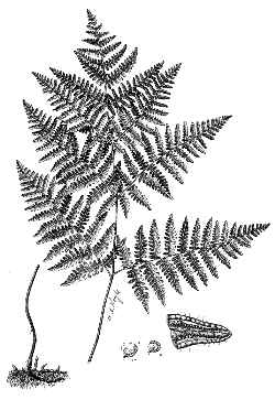 Western Bracken Fern(Pteridium aquilinum)
