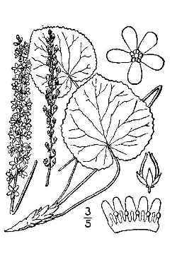 Beetleweed, Wandflower(Galax urceolata)