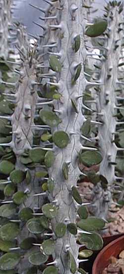 Madagascan Ocotillo(Alluaudia procera)