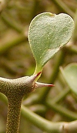 (Decarya madagascariensis)