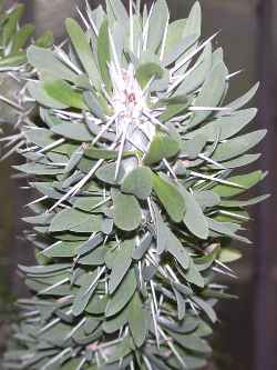 Octopus Tree(Didierea trollii)