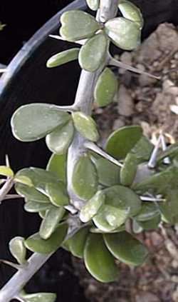 Alluaudia humberti