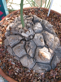 Hottentot's Bread(Dioscorea elephantipes)