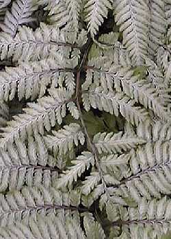 Japanese Painted Fern(Athyrium niponicum ssp. pictum )