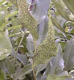 Holly Fern(Cyrtomium falcatum)