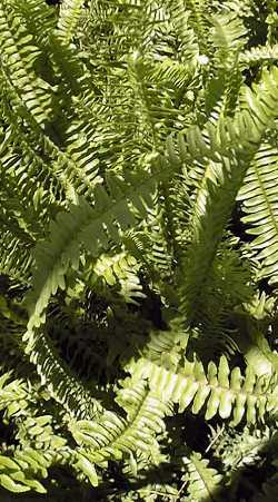 Sword fern, Boston Fern(Nephrolepis exaltata)