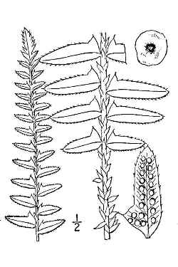Christmas Fern(Polystichum acrostichoides)