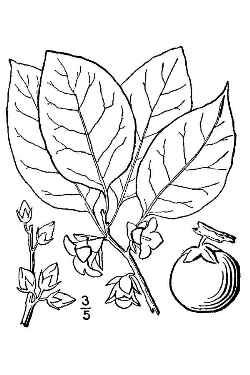 American Persimmon, Common Persimmon(Diospyros virginiana)