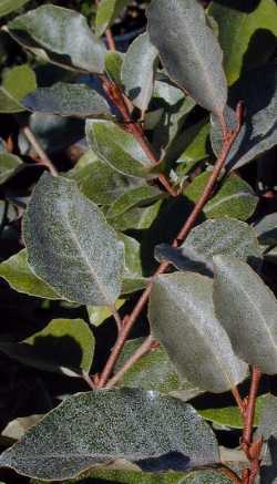 Silverberry, Silverthorn(Elaeagnus pungens)