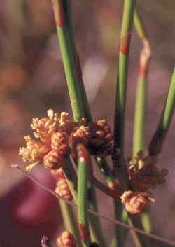Long-leaf Ephedra(Ephedra viridis)